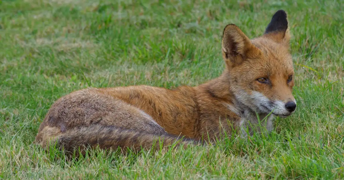 Ausmalbild Fuchs: Kostenlose Malvorlagen für Kinder