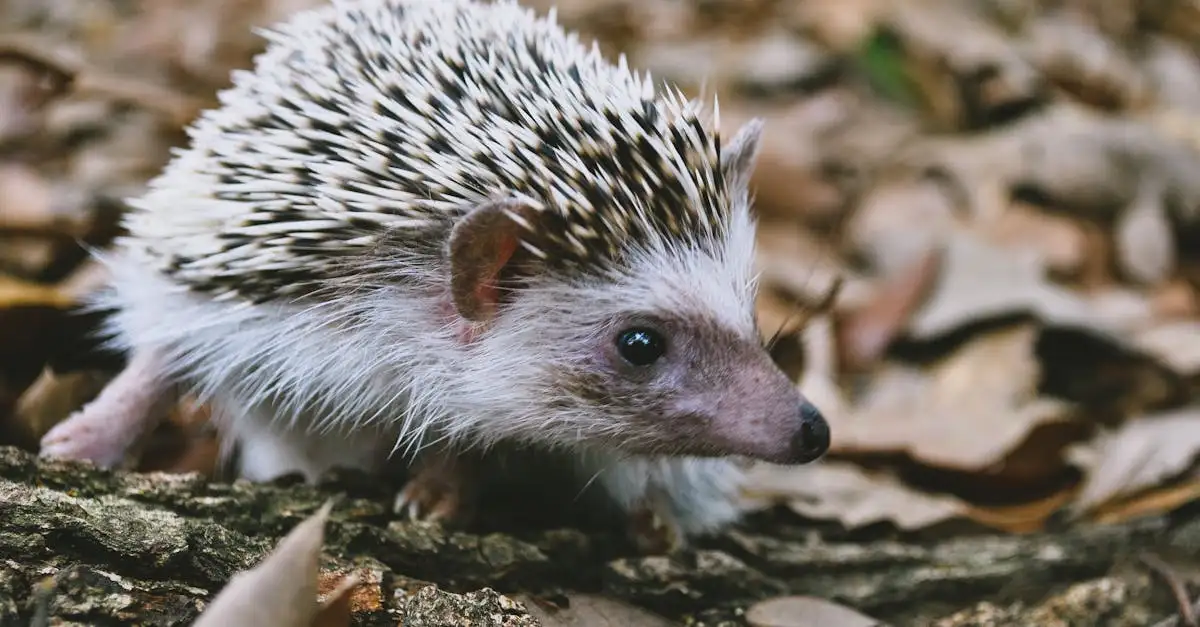 Kostenlose Ausmalbilder Igel zum Ausdrucken und Malen