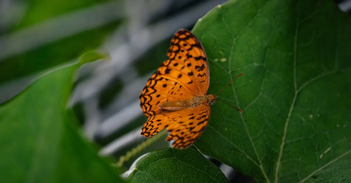 Kostenlose Ausmalbilder Schmetterling zum Ausdrucken